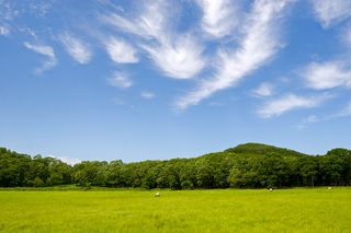高清蓝天白云草地树林