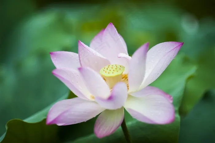 绝美粉色荷花1