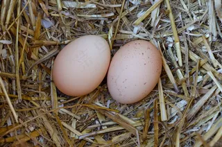 两个土鸡蛋图片