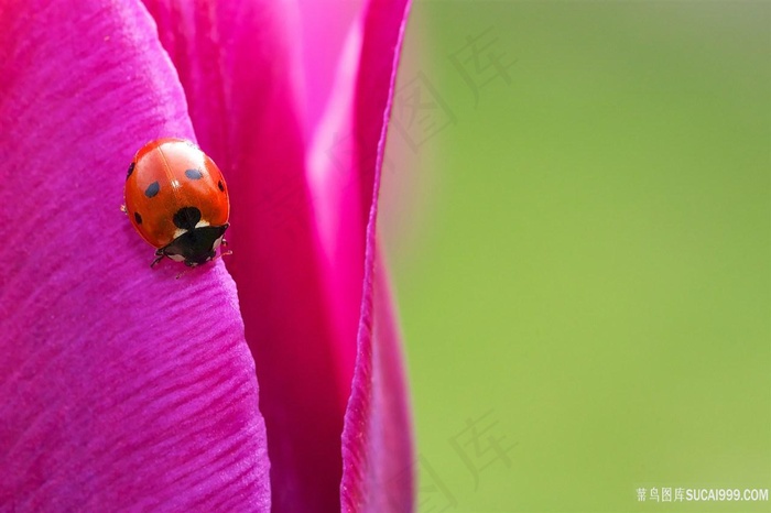 动物瓢虫风景画壁纸昆虫图片