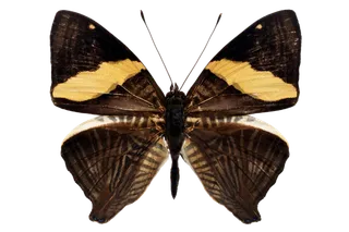 蝴蝶 彩蝶 花蝴蝶 动物 昆虫 免抠