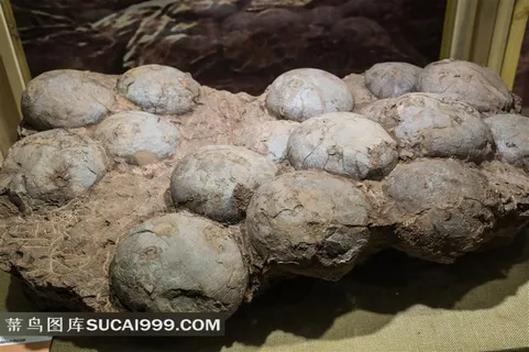 自然博物馆展出的恐龙蛋化石