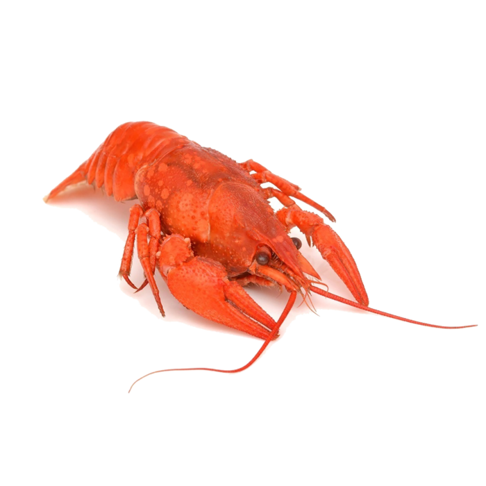 虾类(9)海鲜超市商品红酒白底图免抠实物摄影png格式图片透明底