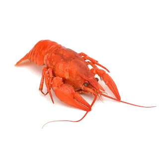 虾类(9)海鲜超市商品红酒白底图免抠实物摄影png格式图片透明底