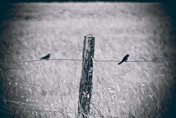 非主流黑白木桩图片