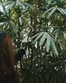 自然深绿色竹叶图片