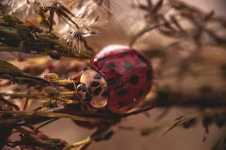 彩色七星瓢虫图片