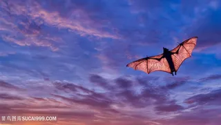 天空中飞翔的蝙蝠动物高清图片