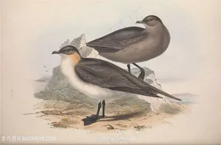 高清欧洲鸟水彩装饰画挂画插画