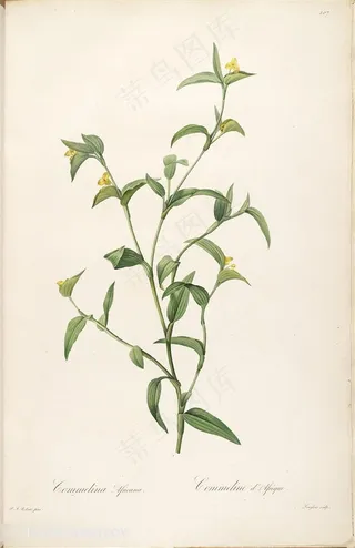 雷杜德花草植物复古水彩插画