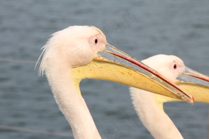 大嘴鸟头部特写图片