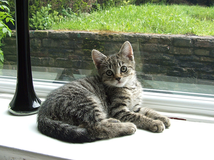 可爱猫咪 动物 素材 奶萌 (48)