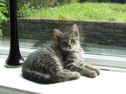 可爱猫咪 动物 素材 奶萌 (48)