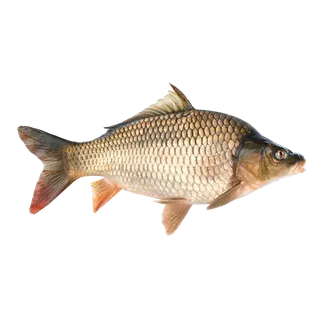 鱼类(104) 海鲜超市商品红酒白底图免抠实物摄影png格式图片透明底