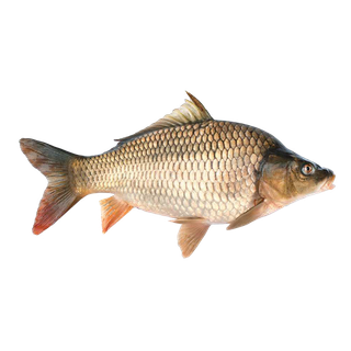 鱼类(104) 海鲜超市商品红酒白底图免抠实物摄影png格式图片透明底