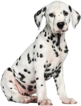 达尔马提亚小狗 PNG免抠
