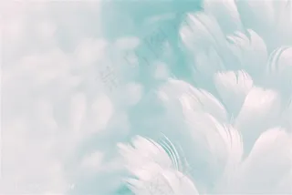 唯美清新羽毛背景高清