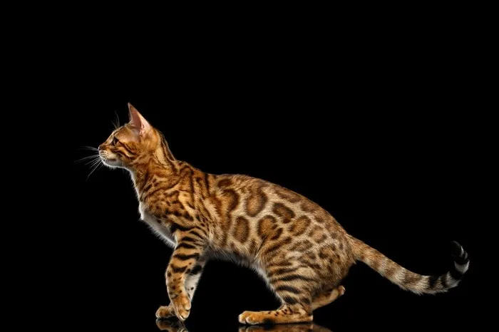 黄色豹猫侧面高清摄影图片