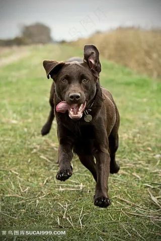 高清奔跑小狗图片下载