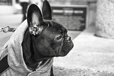 牛头犬图片 牛头犬图片