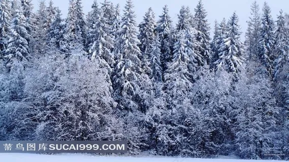 冬季积雪的树林