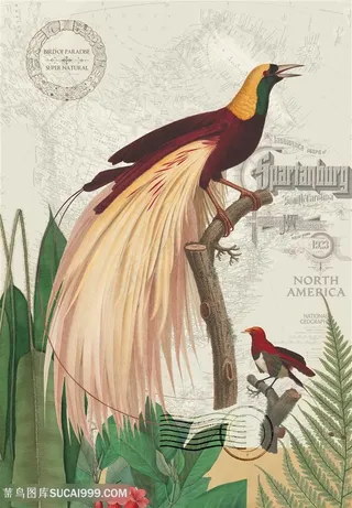 天堂鸟装饰画唯美插画