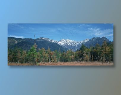 蓝天下雪山脚下的松树林