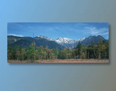 蓝天下雪山脚下的松树林