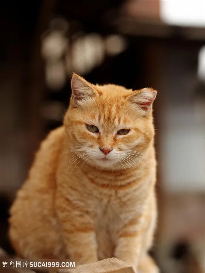 嫌弃眼神萌宠猫咪图片