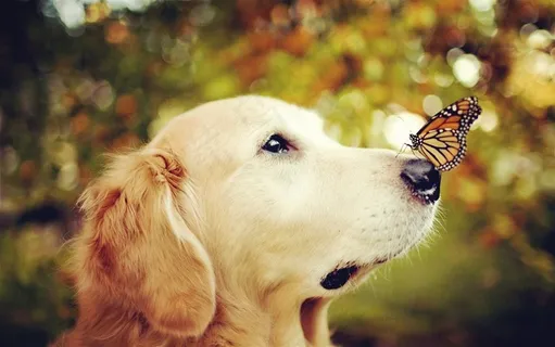 蝴蝶趴在狗狗鼻子上的可爱狗狗图片