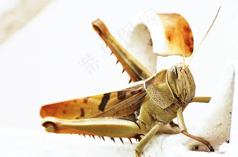 沙漠蝗虫图片 沙漠蝗虫图片