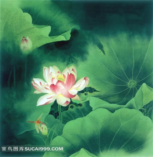 高清荷花图片