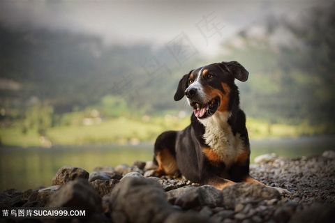 河边的宠物狗狗高清摄影图片