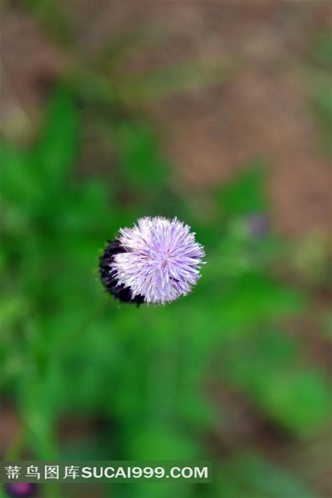 紫色花蕊
