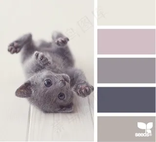 动物配色色卡色彩搭配