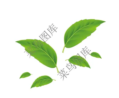 绿色叶子矢量图