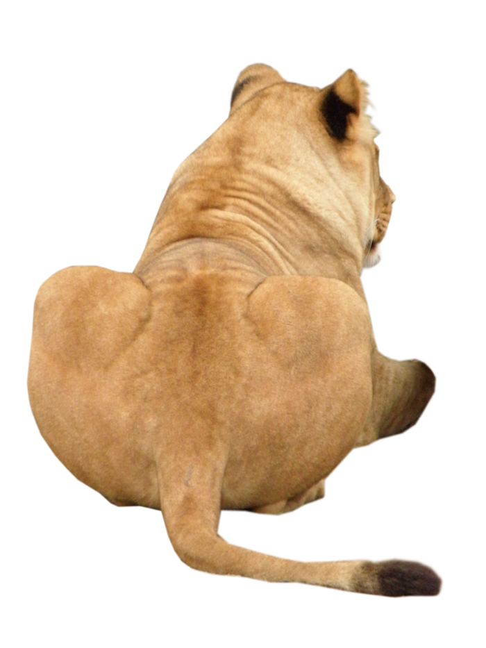 狮子动物园动物森林野生设计素材