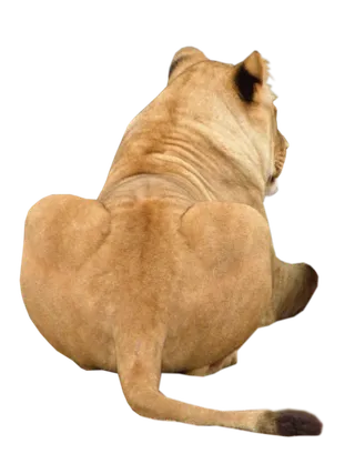 狮子动物园动物森林野生设计素材