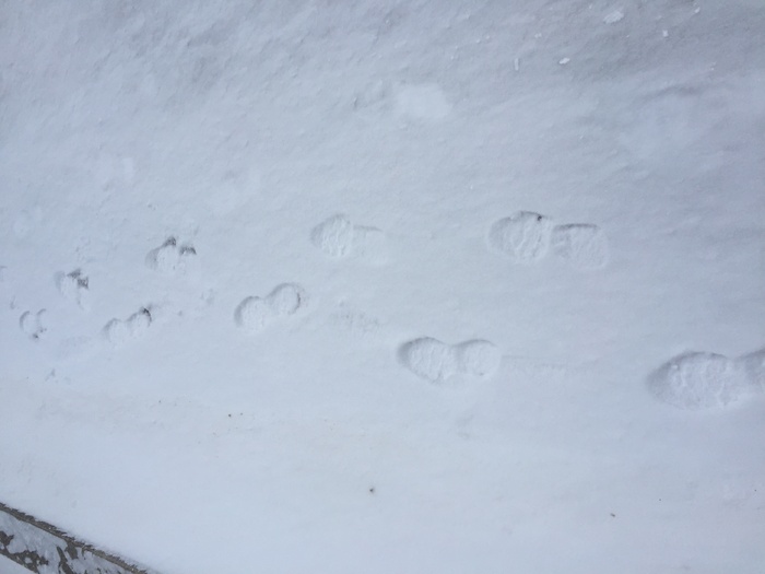 雪地脚印图