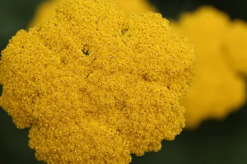 黄色花穗图片 黄色花穗图片