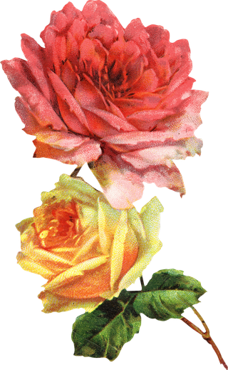 古典花卉png免扣素材