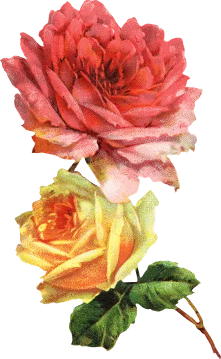 古典花卉png免扣素材