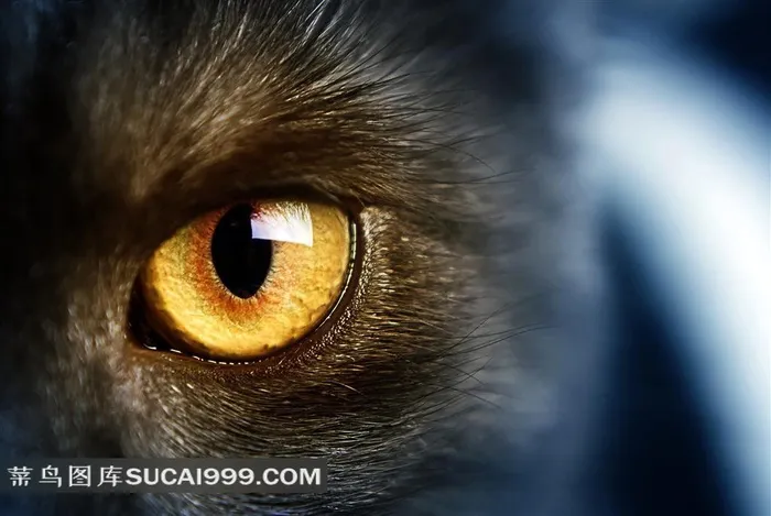 小猫系列 - 犀利有神的猫眼