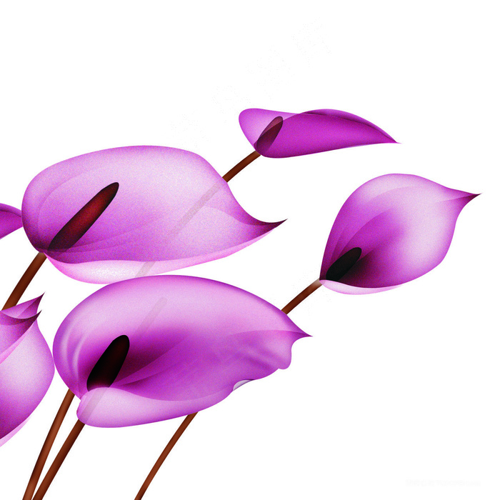 紫色马蒂莲油画