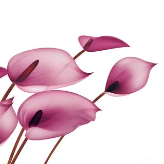 紫色马蒂莲油画