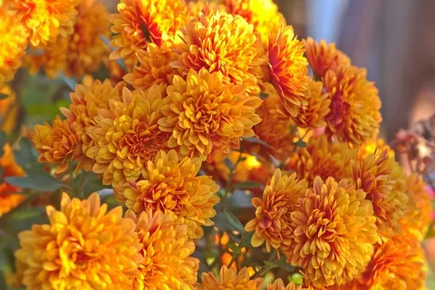 灿烂橙色菊花开放图片 灿烂橙色菊花开放图片