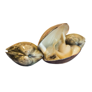 螺贝类带壳类(56)海鲜超市商品红酒白底图免抠实物摄影png格式图片透明底