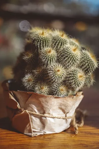 绿色仙人掌仙人球摄影素材