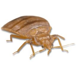 臭虫 PNG免抠(255x255)