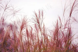 唯美的野草下载